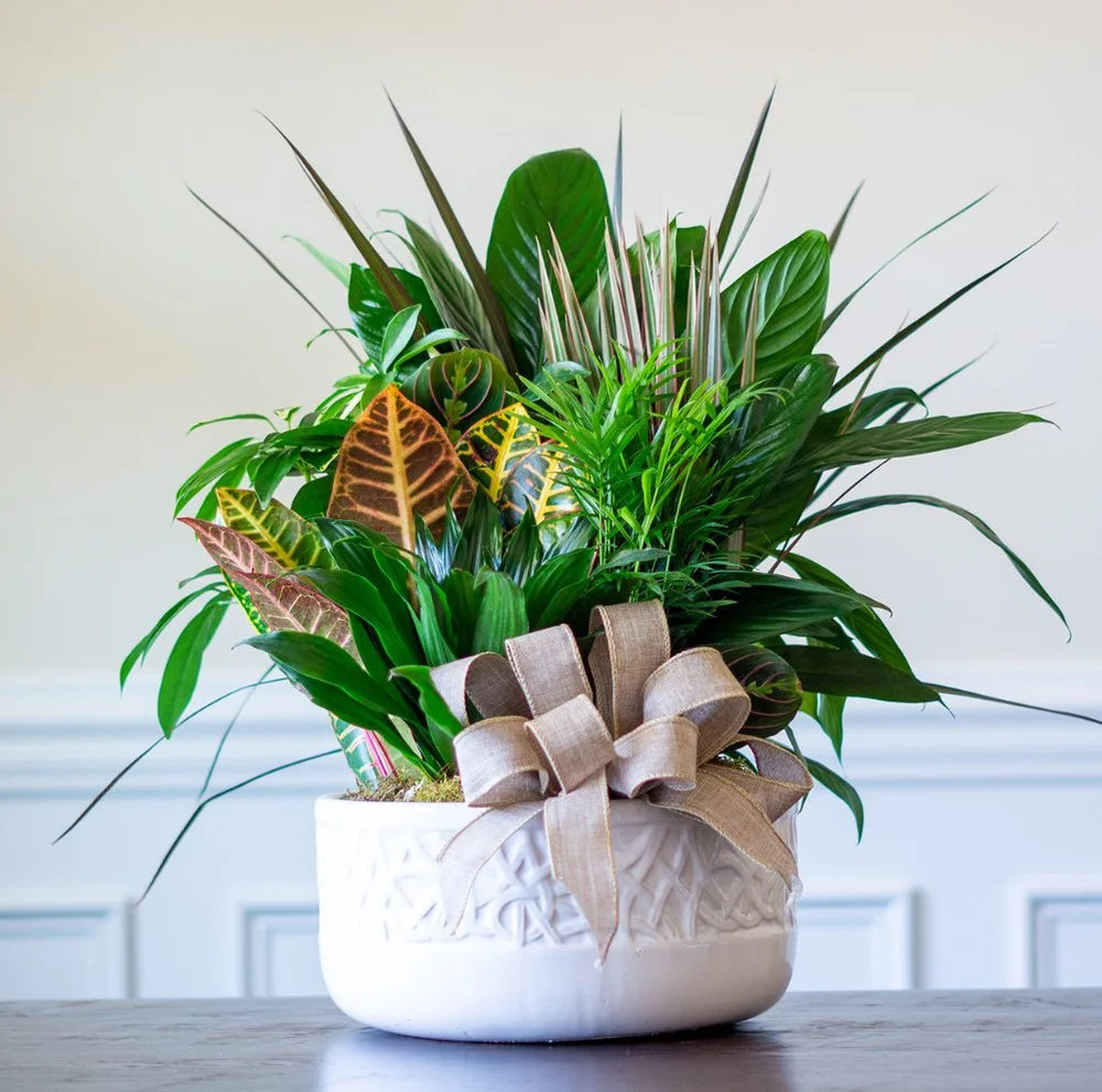 Ceramic Dish Garden — Wild Begonia Floral Studio